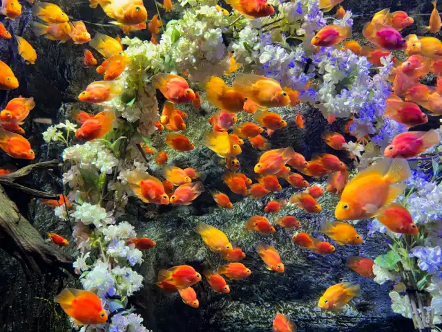 Another plethora of fish at the aquarium