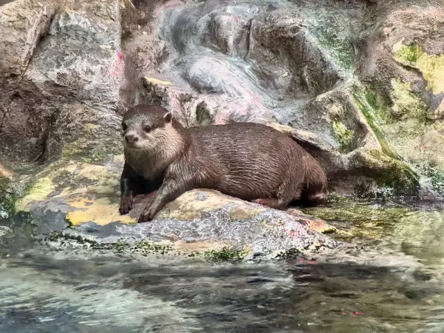 An otter at the Lotte World Aquarium
