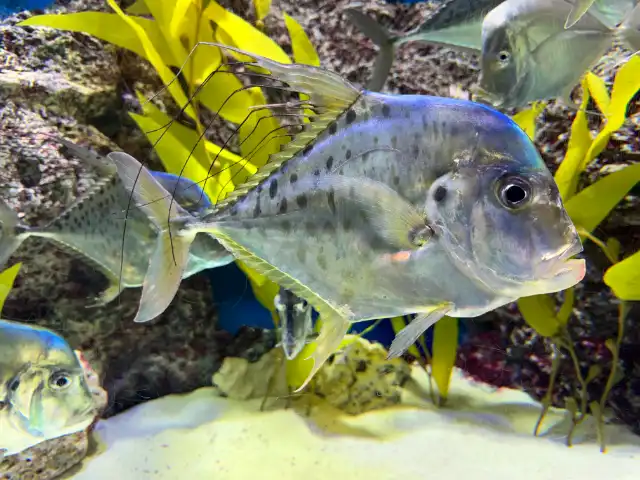 An Indian threadfish