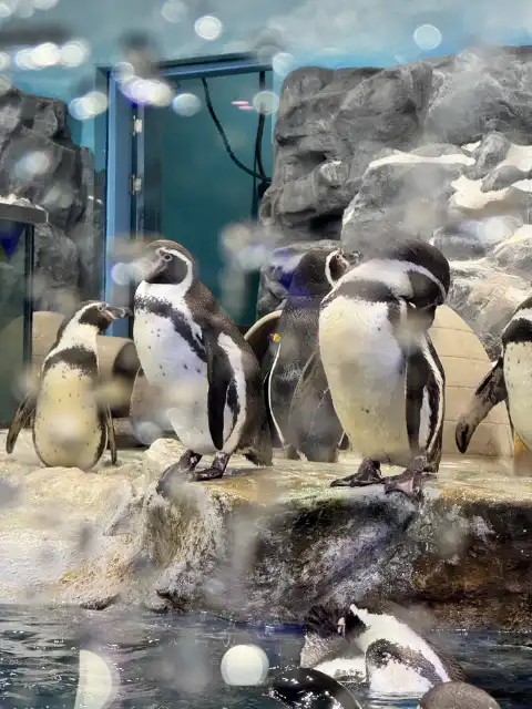 Penguins at the Lotte World Aquarium