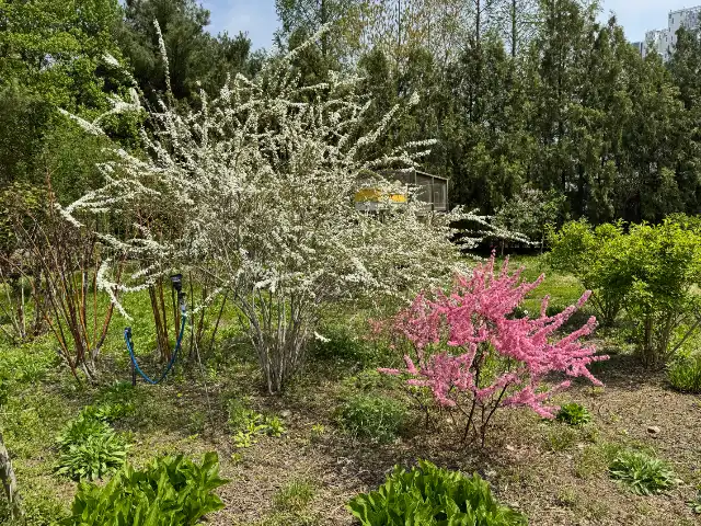 Flowers and other flora in Seoul Forest
