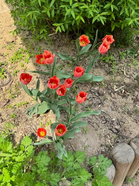 More flowers in Seoul Forest