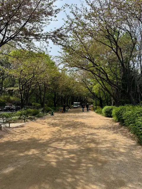 Forested area in Seoul Forest