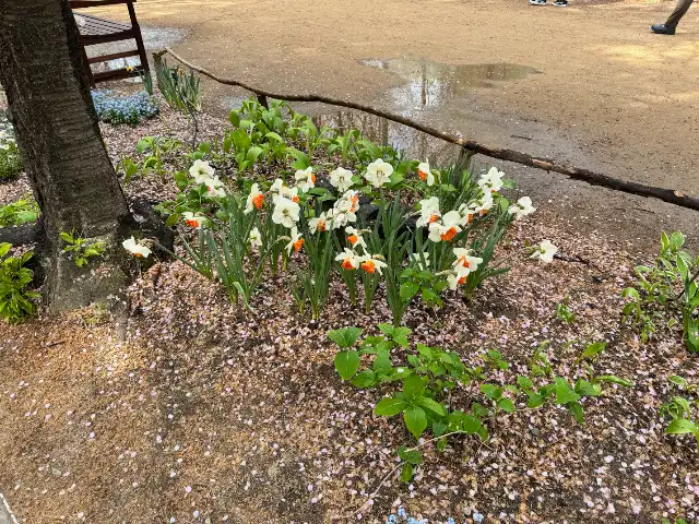Still more flowers in Seoul Forest