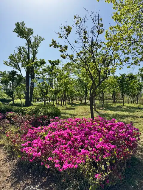 The forest behind some flowers in the Seoul Botanic Park