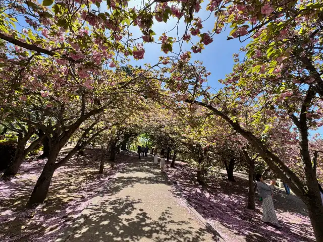 Blossoms on the path from the bus stop to Bulguksa