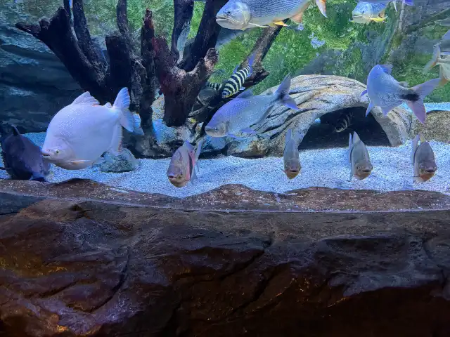 Fish at Sea Life looking at the human exhibits