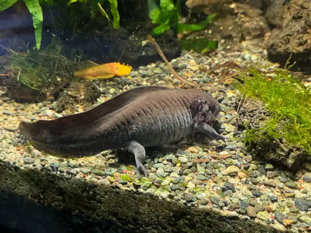 An axolotl at Sea Life Busan