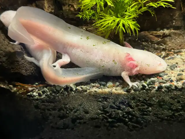 Also axolotls at Sea Life Busan