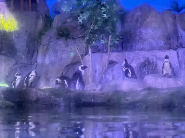 Jackass penguins
