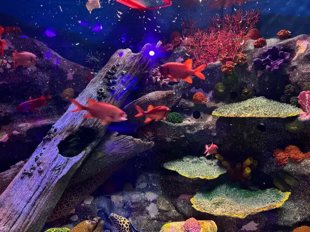 More fish at Sea Life Busan