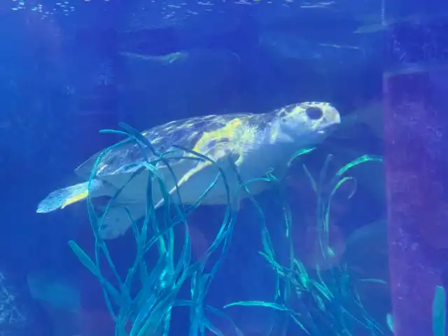 Loggerhead turtle
