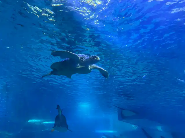 Turtle in the big tank at Sea Life Busan