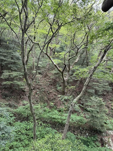 Peering into the woods in Taejongdae Park