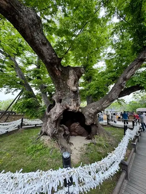 Hollow tree