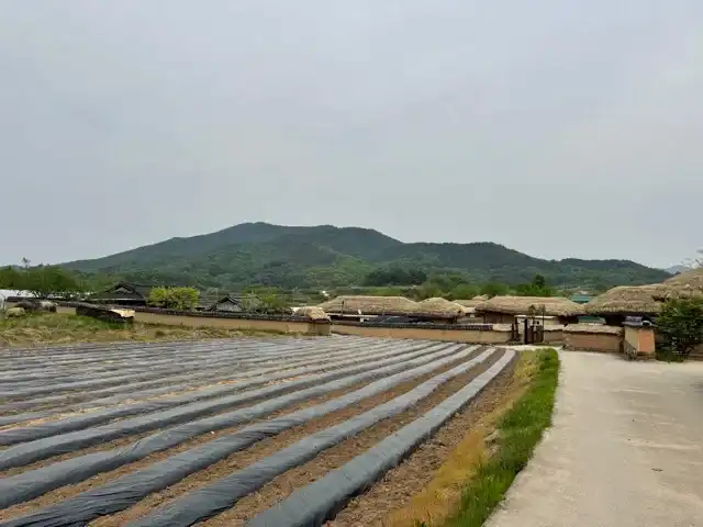 Cotton field