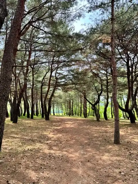 Pine forest