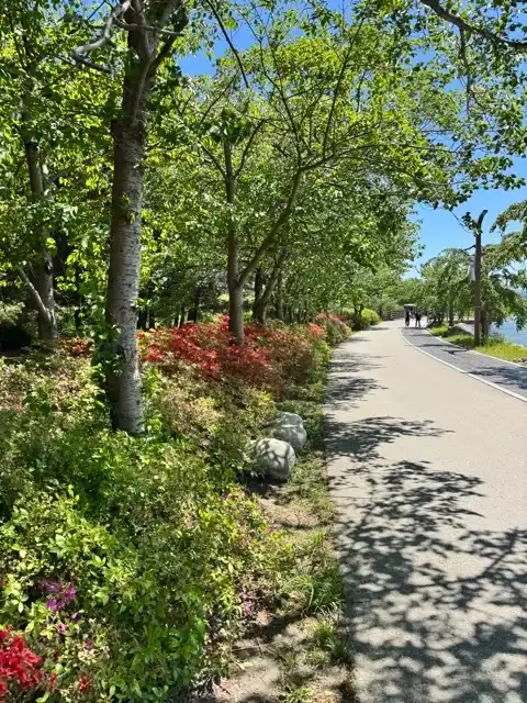 One of the more flowered parts of the path around Gyeongpo Lake, beside the larger land-based part of Gyeongpo Park