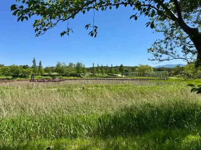 Part of the larger land-based part of Gyeongpo Park