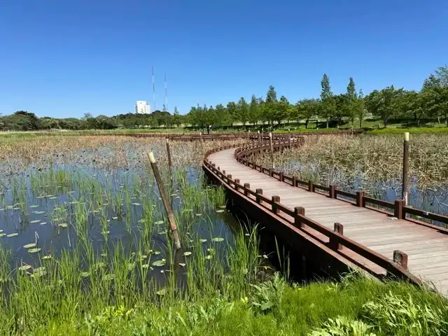 A pond/marsh in Gyeongpo Park
