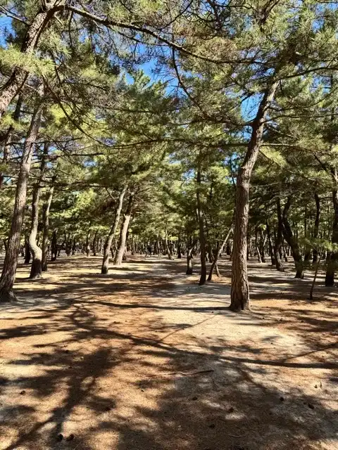 The pine forest