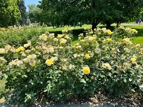 Rose Garden on Margaret Island