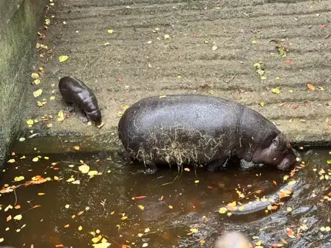 A pygmy hippopotamus and her baby at the Edinburgh Zoo