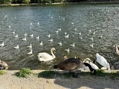 Waterfowl in Lake Waterloo