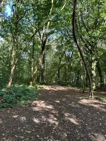 A trail through Roundhay Park