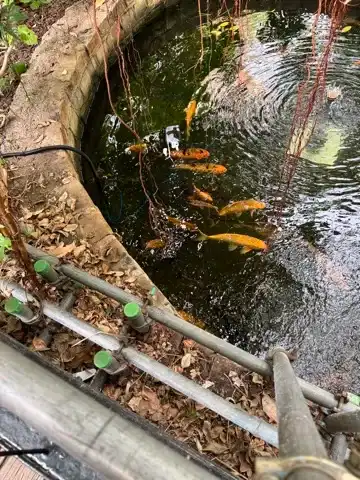 A fish pond in Tropical World in Roundhay Park