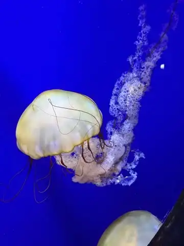 Pacific sea nettle