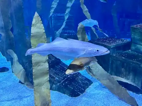 Another fish in the Bristol Aquarium
