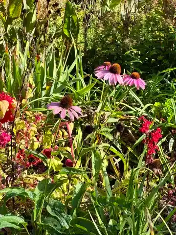 Flowers in the botanical garden in Royal Victoria Park