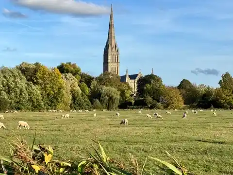 Sheep in Harnham Water Meadows