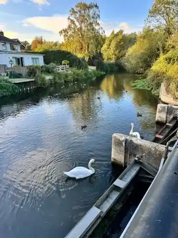 Swans swimming by the dam just past Harnham Water Meadows