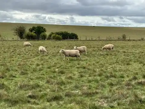 Sheep in a pasture on the way back to the visitor centre