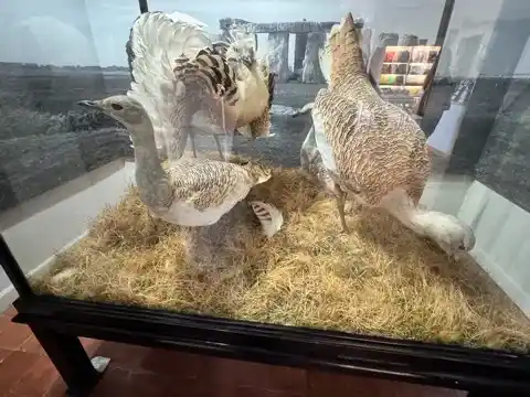 Great bustards at the Salisbury Museum