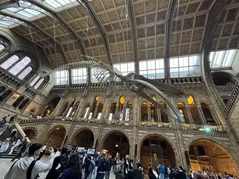 Giant blue whale skeleton floating above the atrium 
