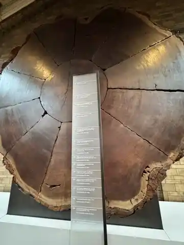 Slice of a giant sequoia redwood tree trunk