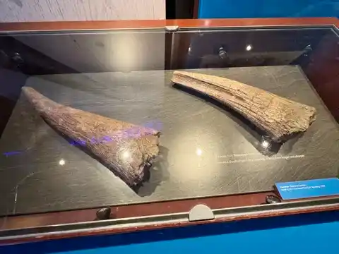 Dinosaur bones at the Natural History Museum