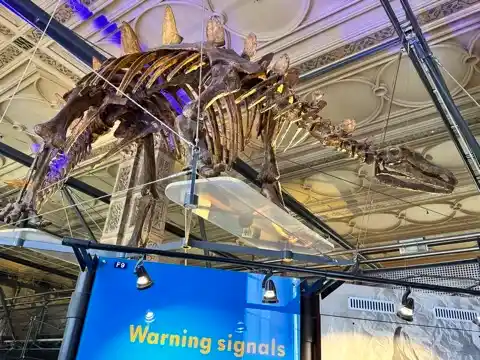 Dinosaur skeleton