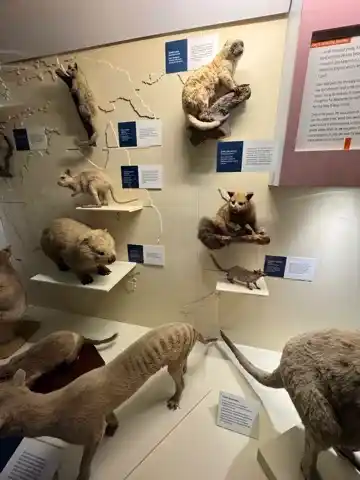 Mammals at the Natural History Museum