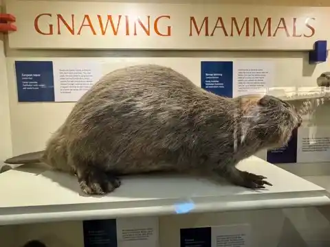 Another mammal at the Natural History Museum