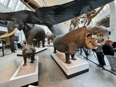 A pygmy hippopotamus and a regular hippopotamus