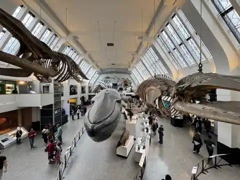 Marine mammals