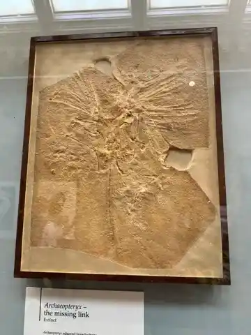 A cast of an Archaeopteryx fossil