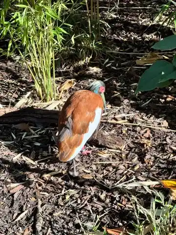 A resident bird at the London Zoo