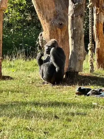 A gorilla at the London Zoo