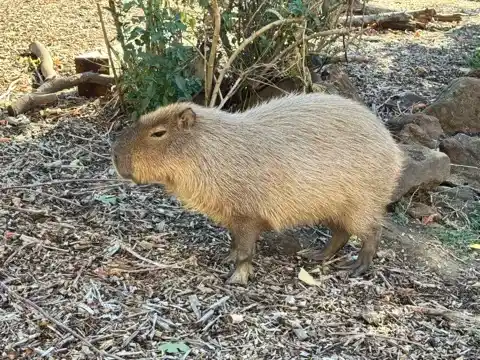 Capybara