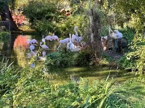 Flamingos at the London Zoo
